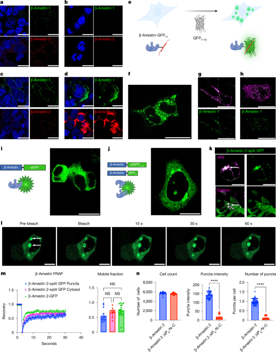 β-Arrestin condensates regulate G-protein-coupled receptor function