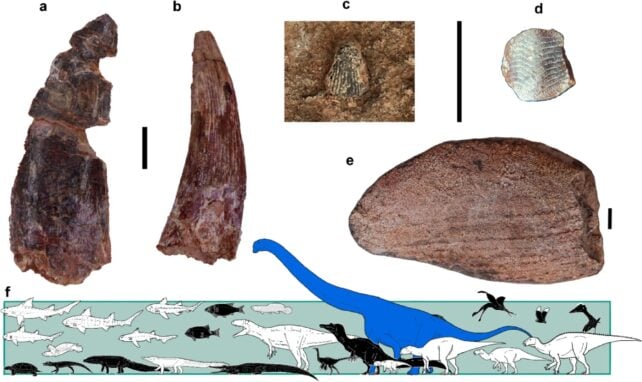 Researchers Reveal a Doozy of a Dinosaur, The Size of Nearly 10 Elephants