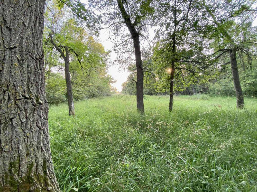 Cat Gauthier photo
Citizen advocacy efforts helped save Lemay Forest from destruction.