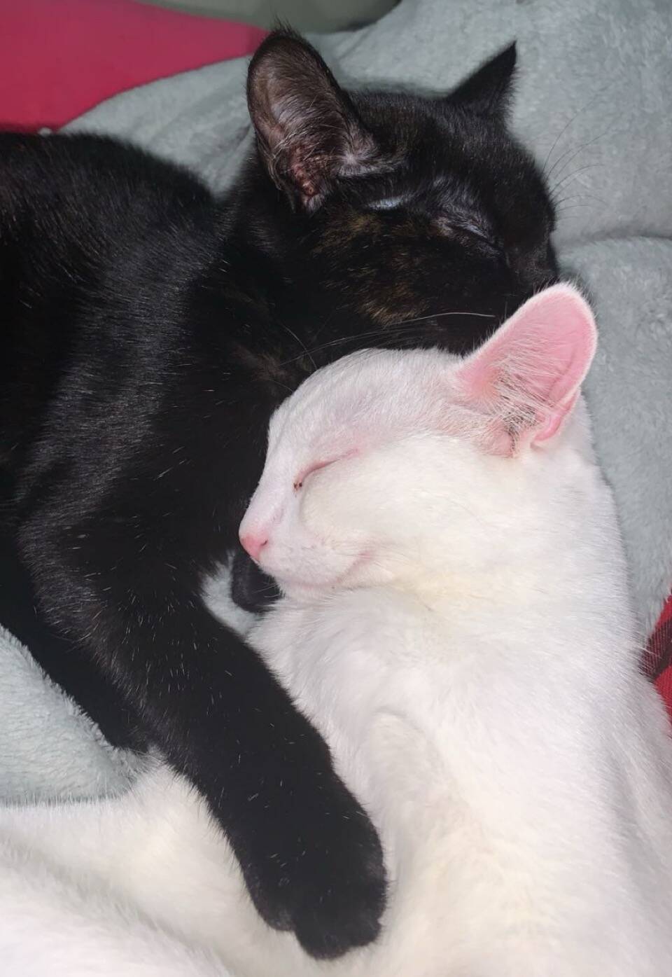 SUPPLIED
Rejeana McIvor said she believed the man who responded to her Kijiji adoption ad in December 2024 and showed up to her house with a cat carrier would take good care of Nami, a black cat, and Nero.