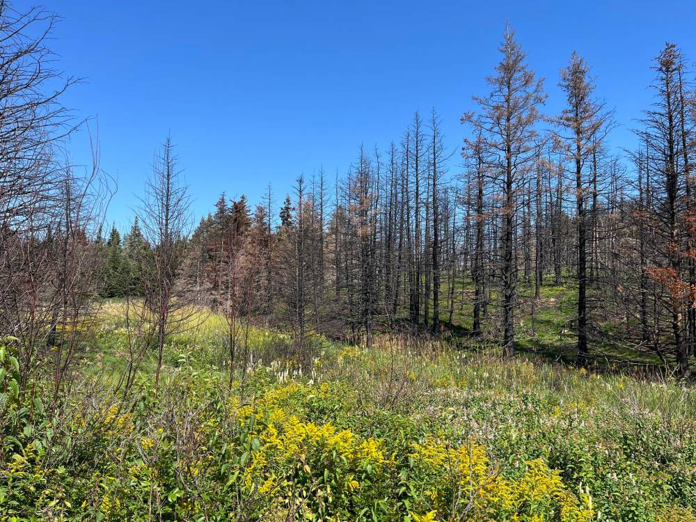 Russell Wangersky / Free Press
Four months after the first Adam’s Cove fire, in early September, regeneration has already started.