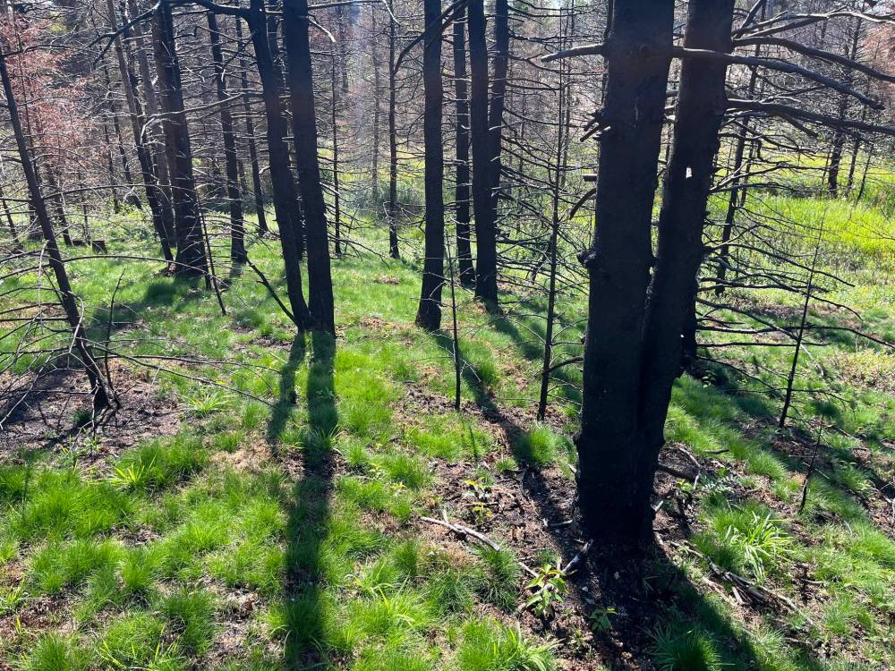 Russell Wangersky / Free Press
Four months after the first Adam’s Cove, NL, forest fire, grass has replaced deep banks of moss.