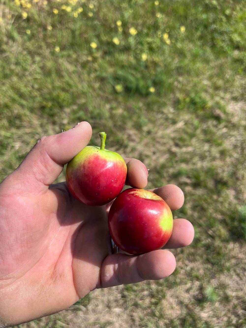 Russell Wangersky / Free Press
Apples from trees that survived the Conception Bay North wildfires.
