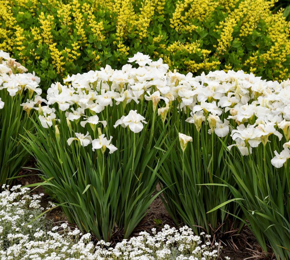 Jpg 1_classic perennials_Siberian Iris_Swans in Flight_ with low carpet of Cerastium tomentosum Snow-in-Summer
Walters Gardens photo
Siberian iris swans in flight with a low carpet of white-flowered snow-in-summer are classic perennials.