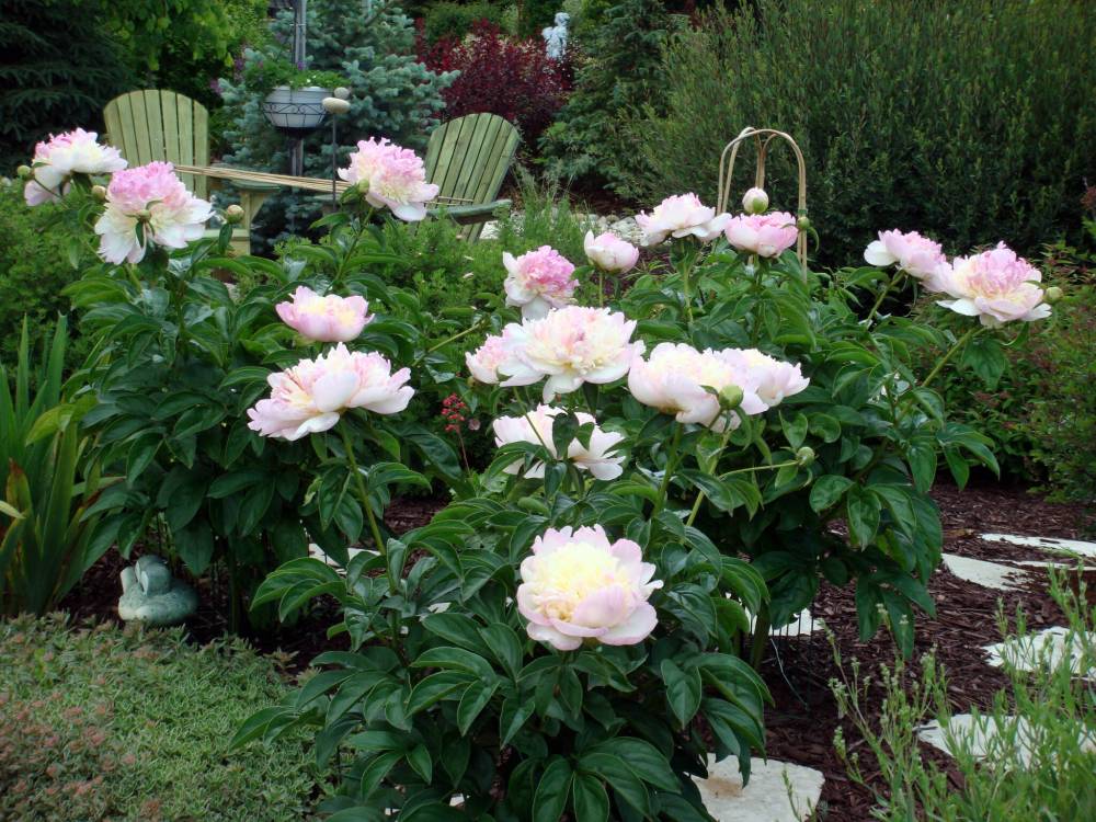 Cheryl Geske photo
Peonies, like this Paeonia raspberry sundae, are among the most popular plants at garden club sales. Buy in multiples and plant in groups.