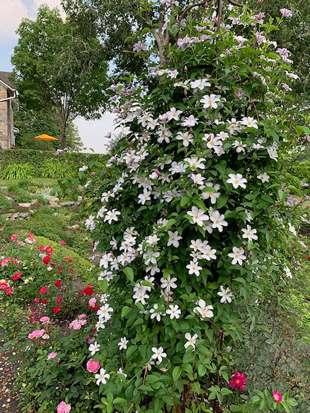 Jpg 4_unusual finds_Clematis Huldine_perennial vine
Val Thomson photo
Garden club plant sales can be a source of unusual finds, like this perennial vine, clematis Huldine.