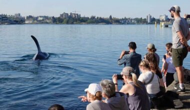 A pod of Bigg&rsquo;s killer whales delight onlookers at Victoria&rsquo;s Breakwater April 30. (Courtesy of Amy MacCutchan)