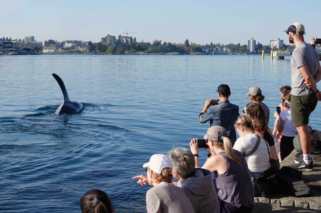 A pod of Bigg&rsquo;s killer whales delight onlookers at Victoria&rsquo;s Breakwater April 30. (Courtesy of Amy MacCutchan)