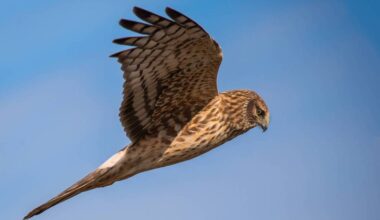 Photo of a rough-legged hawk by John Kalley, president of Surrey Photography Club. (Contributed to Surrey Now-Leader)