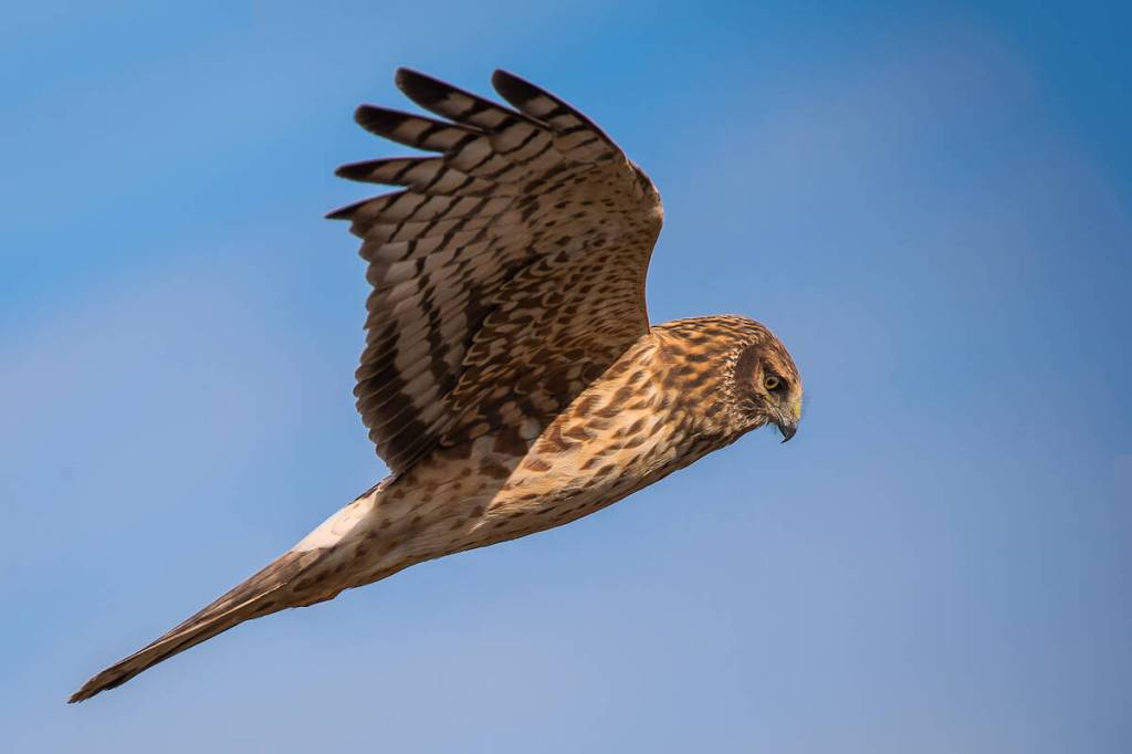 Photo of a rough-legged hawk by John Kalley, president of Surrey Photography Club. (Contributed to Surrey Now-Leader)
