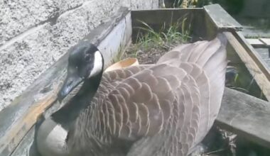 A mother Canada goose dubbed &lsquo;Gloria&rsquo; is currently nesting in a South Surrey secondary school&rsquo;s courtyard, where a livestream has been set up so anyone can monitor her progress. (YouTube screenshot)