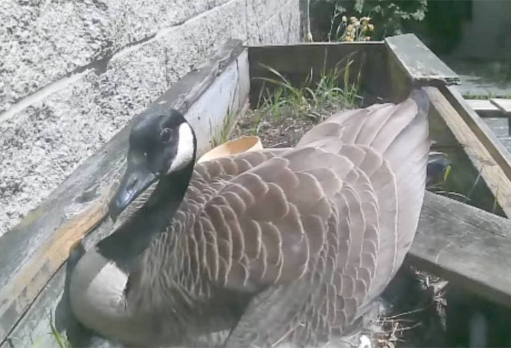 A mother Canada goose dubbed &lsquo;Gloria&rsquo; is currently nesting in a South Surrey secondary school&rsquo;s courtyard, where a livestream has been set up so anyone can monitor her progress. (YouTube screenshot)