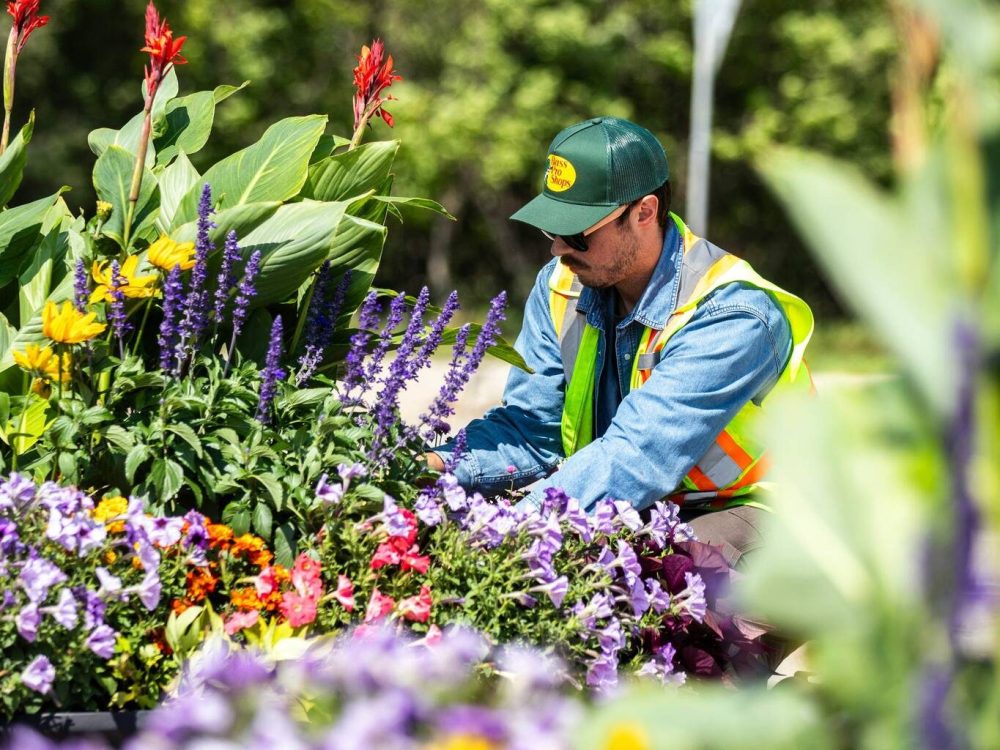 MIKAELA MACKENZIE / FREE PRESS FILES
Jordan Hoff, head gardener for Winnipeg South, deadheads and checks up on the boulevard plants at Roblin and Moray last summer.