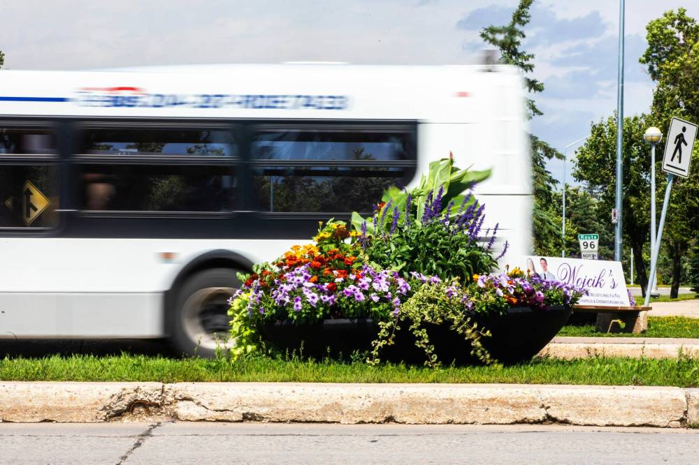 MIKAELA MACKENZIE / FREE PRESS
Boulevard plants at Roblin and Moray. The city is switching out old concrete planters for newer models, like these, that include water reservoirs at the bottom.