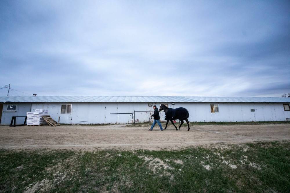 MIKAELA MACKENZIE / FREE PRESS
Steve Keplin Jr., last year’s trainer of the year, takes Ceepeegee for a warm-up walk Tuesday morning at the Assiniboia Downs.