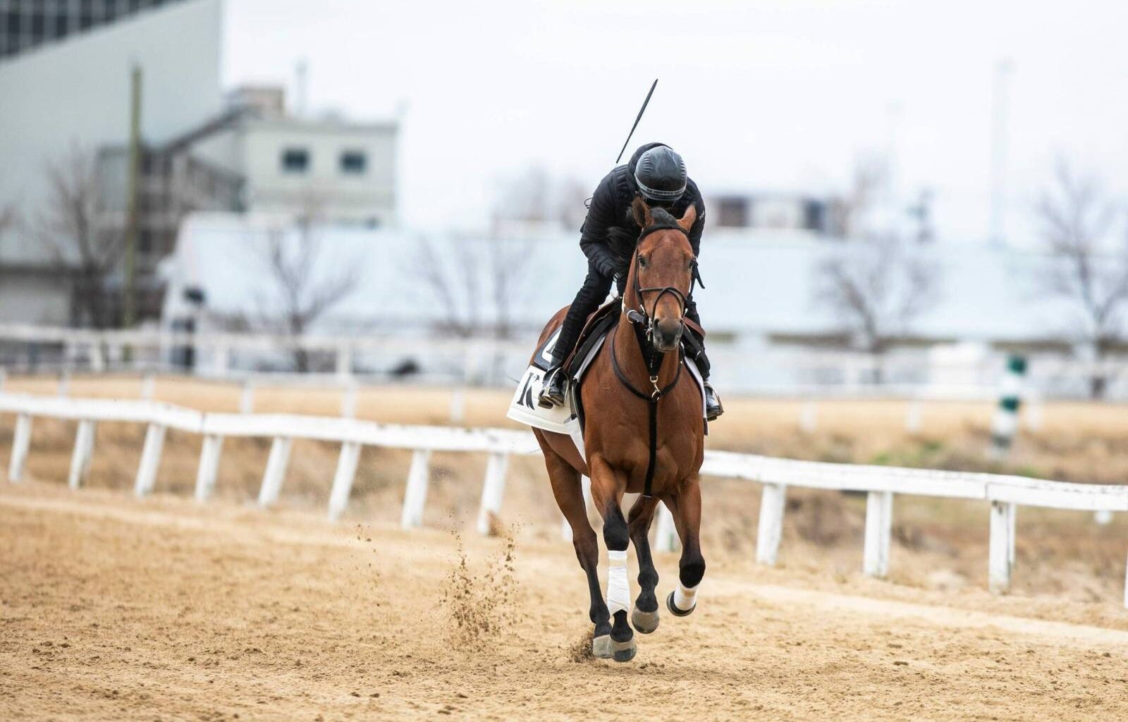 Mane attraction – Winnipeg Free Press