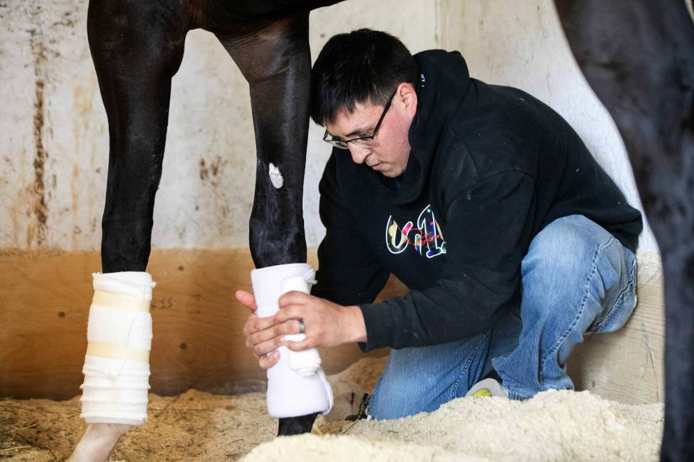 MIKAELA MACKENZIE / FREE PRESS
Trainer Steve Keplin wraps Prime Suspect's legs after his morning workout.