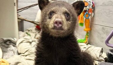 This bear cub is thriving at Critter Care&rsquo;s wildlife shelter in Langley, and loves strawberry meal replacement drinks. (Special to The News)