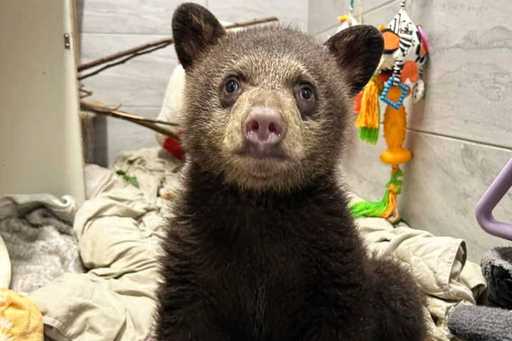 This bear cub is thriving at Critter Care&rsquo;s wildlife shelter in Langley, and loves strawberry meal replacement drinks. (Special to The News)