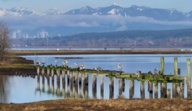 These perched Great Blue Herons were spotted on Jan. 15, from the pathway leading to the Blackie Spit dog park. (Lydia Stark/Contributed to Peace Arch News)