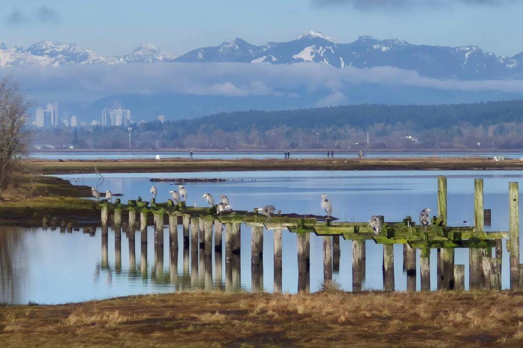 These perched Great Blue Herons were spotted on Jan. 15, from the pathway leading to the Blackie Spit dog park. (Lydia Stark/Contributed to Peace Arch News)