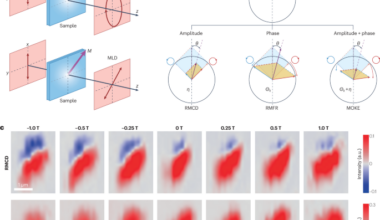 Cross-probing van der Waals multiferroics