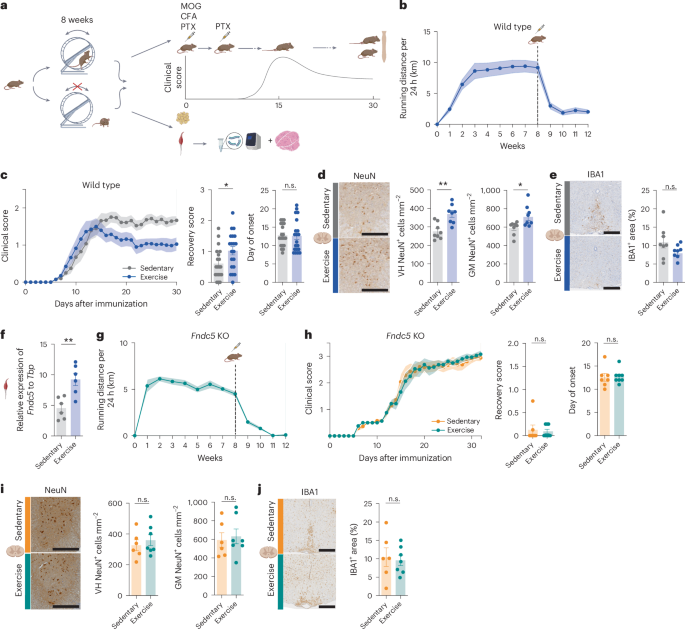 The exercise hormone irisin has neuroprotective effects in a mouse model of multiple sclerosis