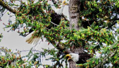 Young eagles screeching at each other like they&rsquo;re saying, &ldquo;This is my spot.&rdquo;