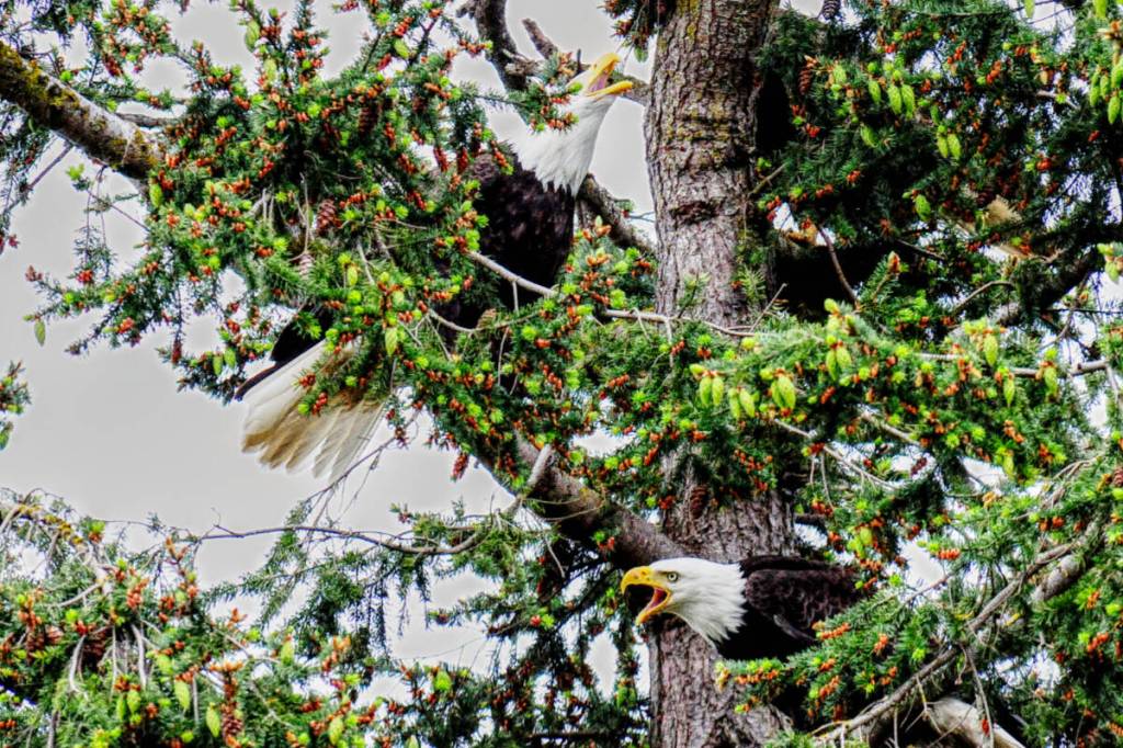 Young eagles screeching at each other like they&rsquo;re saying, &ldquo;This is my spot.&rdquo;