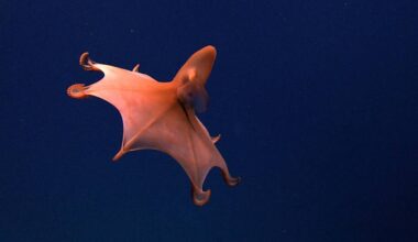 Cirrothauma murrayi, a modern finned octopus of the Cirrata suborder.They average 20-30 cm in length, much smaller than their ancient Cretaceous relative Nanaimoteuthis which is believed to be the top predator of its time. Photo credit: Creative Commons expn3476, Voyage To Inner Space - Exploring the Seas With NOAA Collect
