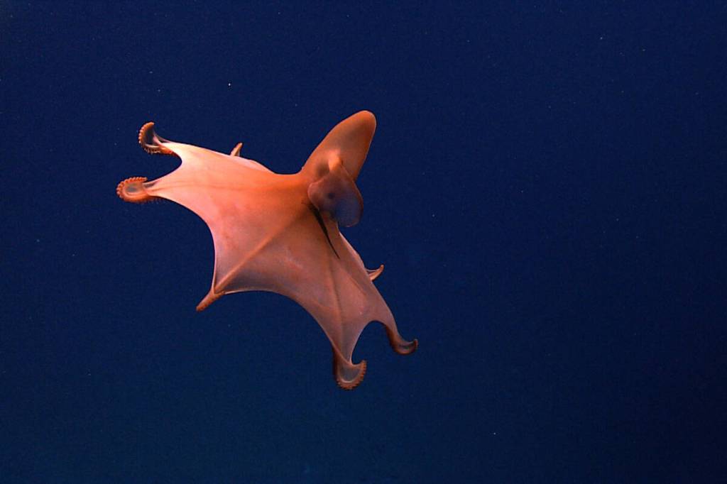 Cirrothauma murrayi, a modern finned octopus of the Cirrata suborder.They average 20-30 cm in length, much smaller than their ancient Cretaceous relative Nanaimoteuthis which is believed to be the top predator of its time. Photo credit: Creative Commons expn3476, Voyage To Inner Space - Exploring the Seas With NOAA Collect