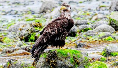This young eagle is in rocky spot where it hopes to spot some small fish trapped in some of the water pools nearby.