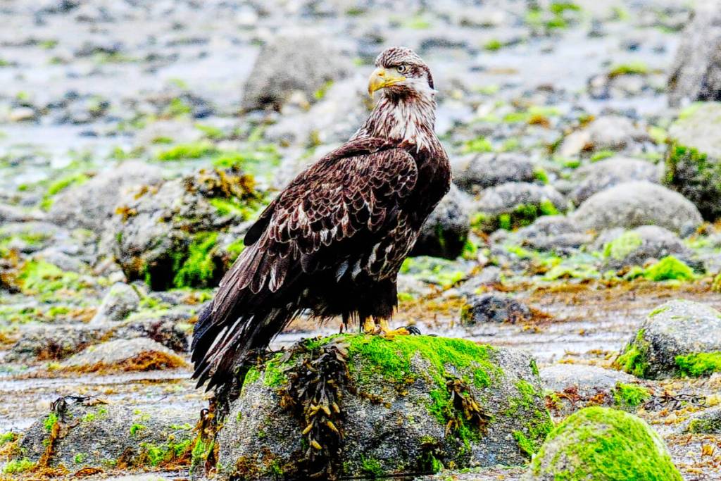 This young eagle is in rocky spot where it hopes to spot some small fish trapped in some of the water pools nearby.