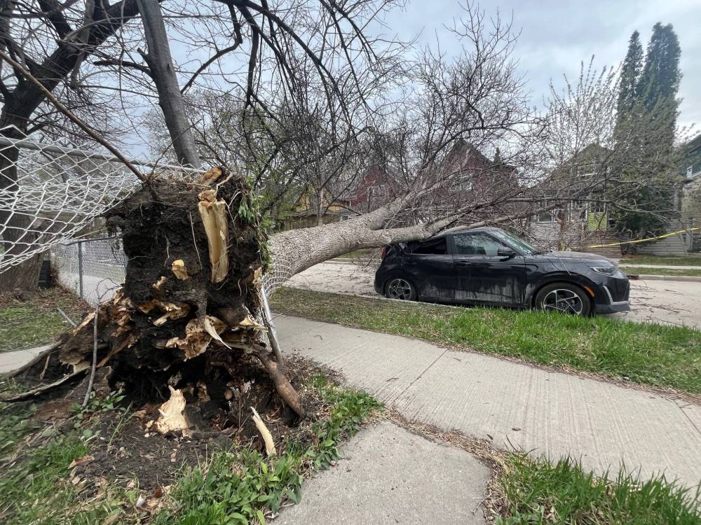 MIKE APORIUS / FREE PRESS
A tree on Stiles Street was blown over and fell atop a car.