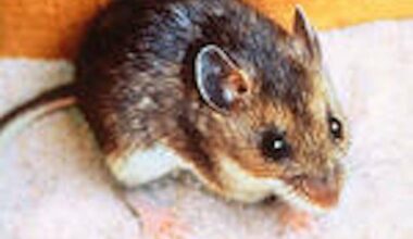 Hantavirus is a disease that people can get by breathing in hantavirus contained in the droppings or urine of deer mice.