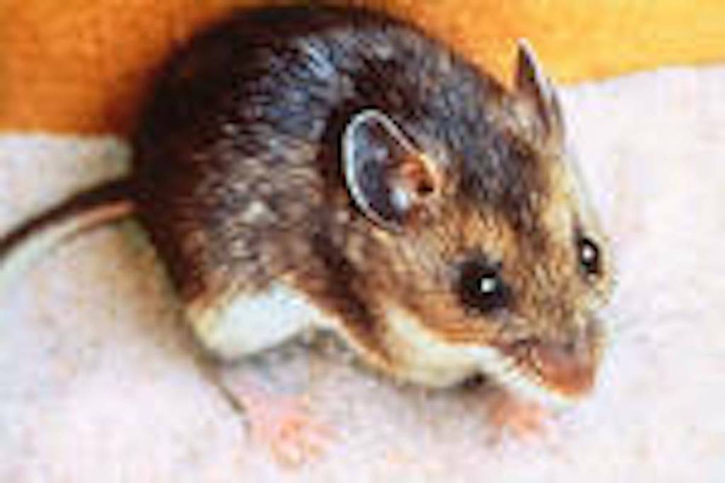 Hantavirus is a disease that people can get by breathing in hantavirus contained in the droppings or urine of deer mice.