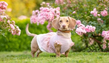 To enter, participants submit a photo of their dog with a $10 donation and encourage friends and family to vote. (Pauliina Saarinen/Contributed)