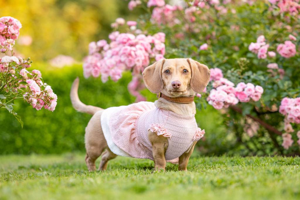 To enter, participants submit a photo of their dog with a $10 donation and encourage friends and family to vote. (Pauliina Saarinen/Contributed)