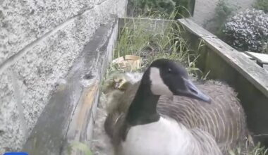 A mother Canada goose&rsquo;s eggs have hatched in a South Surrey Secondary school&rsquo;s enclosed courtyard. Dubbed Gloria by Earl Marriott Secondary students and staff, they keep a wide berth from the new mom and her goslings. (YouTube screenshot)