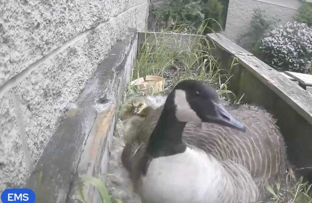 A mother Canada goose&rsquo;s eggs have hatched in a South Surrey Secondary school&rsquo;s enclosed courtyard. Dubbed Gloria by Earl Marriott Secondary students and staff, they keep a wide berth from the new mom and her goslings. (YouTube screenshot)