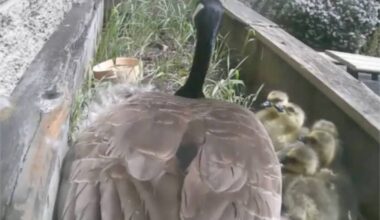 A mother Canada goose&rsquo;s eggs have hatched in a South Surrey Secondary school&rsquo;s enclosed courtyard. Dubbed Gloria by Earl Marriott Secondary students and staff, they keep a wide berth from the new mom and her goslings. The school&rsquo;s guests have since been relocated by a wildlife rescue organization. (YouTube screenshot)