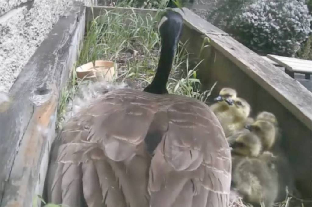 A mother Canada goose&rsquo;s eggs have hatched in a South Surrey Secondary school&rsquo;s enclosed courtyard. Dubbed Gloria by Earl Marriott Secondary students and staff, they keep a wide berth from the new mom and her goslings. The school&rsquo;s guests have since been relocated by a wildlife rescue organization. (YouTube screenshot)