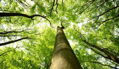 We need to save the tree canopy wherever we can, this Surrey resident says. (Adobe Stock photo)