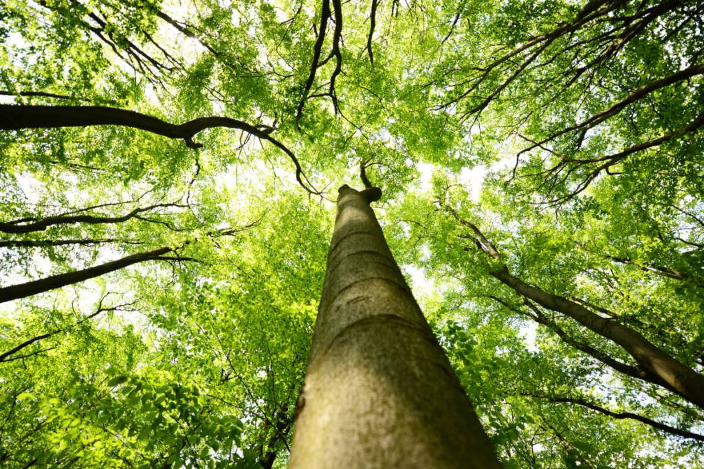 We need to save the tree canopy wherever we can, this Surrey resident says. (Adobe Stock photo)