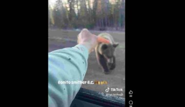 A screen shot from a video making the social media rounds of what appears to be a tourist feeding a grizzly near Smithers. (Photo from Facebook)