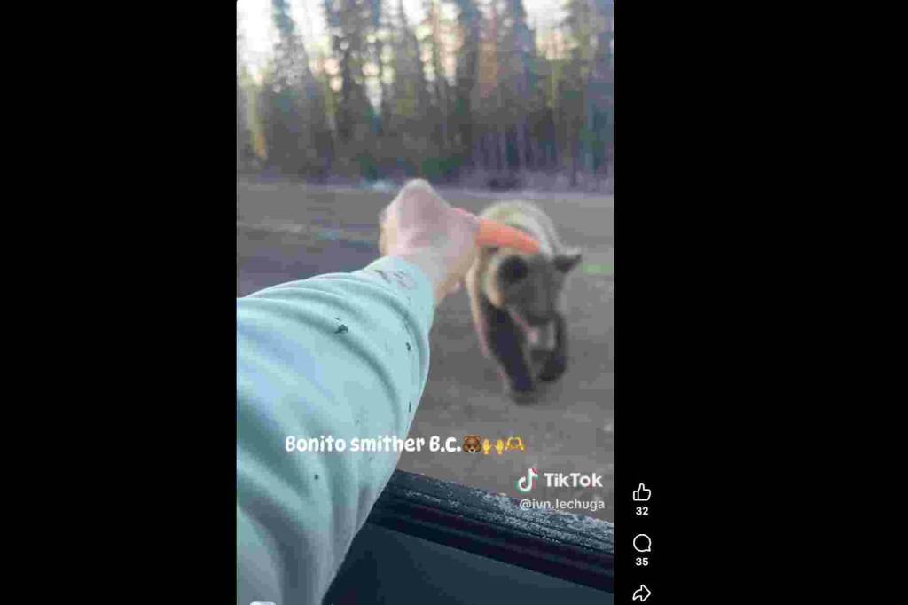 A screen shot from a video making the social media rounds of what appears to be a tourist feeding a grizzly near Smithers. (Photo from Facebook)