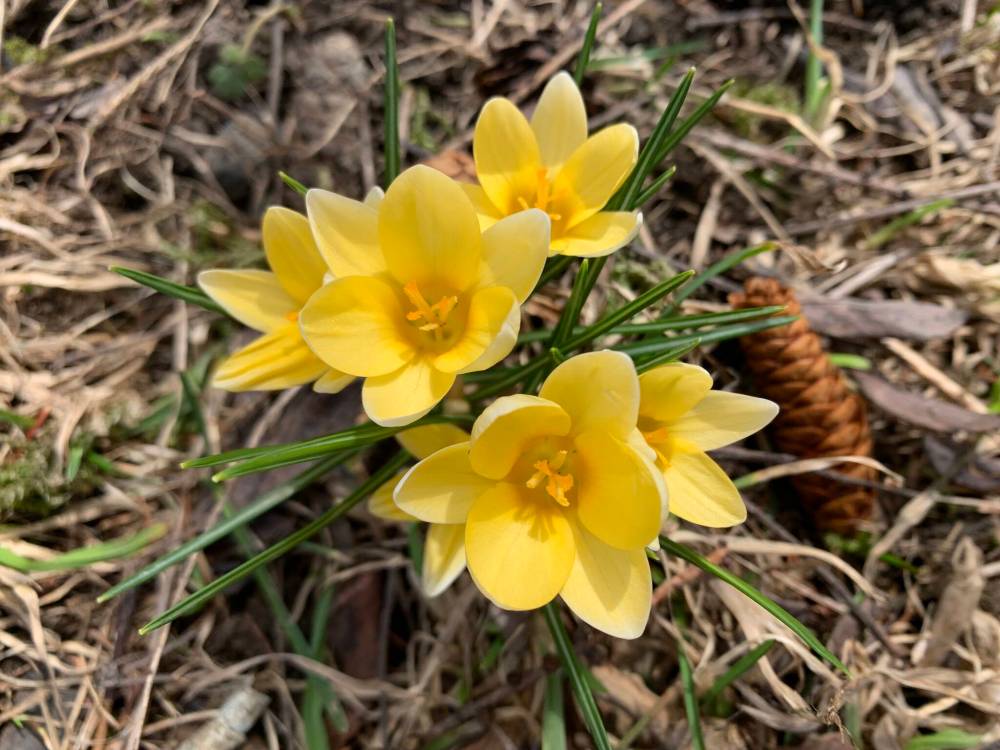 Pam Frampton photo
Spring flowers are a sure sign of brighter days ahead.