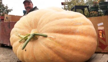 Billy Boerboom shows a huge pumpkin he grew at his farm in Summerland. (John Arendt/Summerland Review)