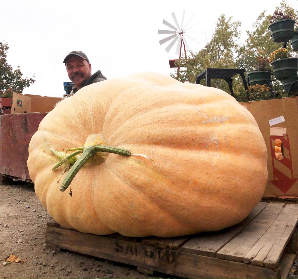 Billy Boerboom shows a huge pumpkin he grew at his farm in Summerland. (John Arendt/Summerland Review)