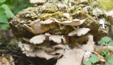 Fungi on a fallen tree along the Little River Loop in Langley&rsquo;s Campbell Valley Regional Park. (Matthew Claxton/Langley Advance Times)